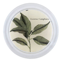 Camphor Leaves