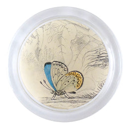 Clifden Blue Butterfly (19th c. Naturalist)
