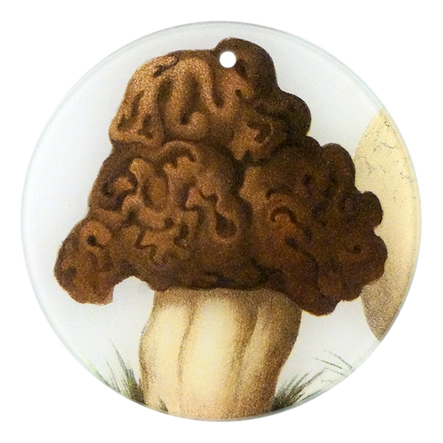 Lorchel Mushroom