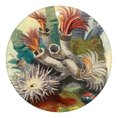 Seaweed Plate #10 (X)