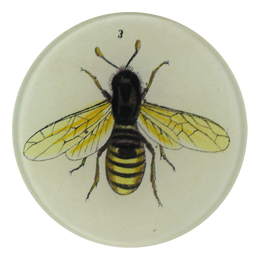 Fuzzy Bee (Green Daisy) - John Derian Company Inc