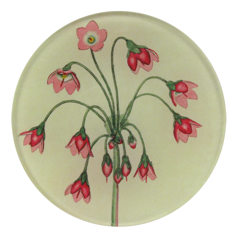 Cortusa Matthioli is a four inch round decoupage plate handmade in our New York City studio featuring about 10 small flowers 