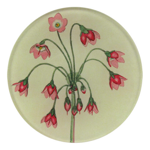 Cortusa Matthioli is a four inch round decoupage plate handmade in our New York City studio