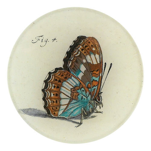 Papilionum Fig. 4