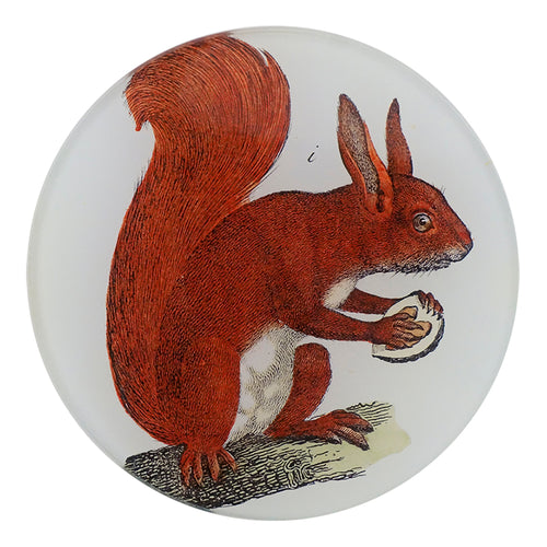 A red squirrel holding a nut on a 4 inch round decoupage plate