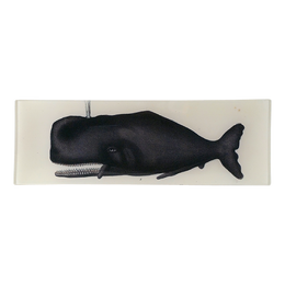 Sperm Whale - FINAL SALE