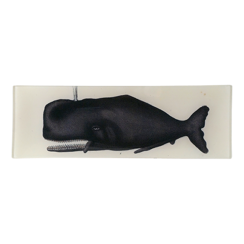 Sperm Whale - FINAL SALE