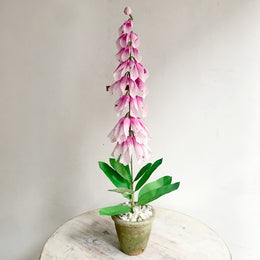 The Green Vase Potted Pink Foxglove