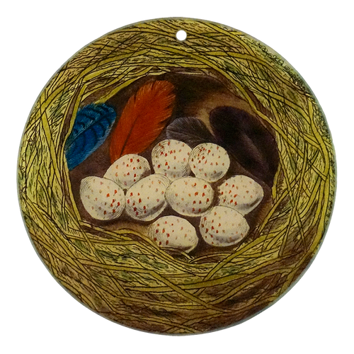 Green Wren Nest & Eggs