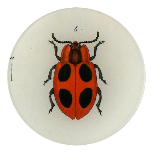 Big Dot Lady Bug - FINAL SALE
