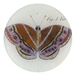 Fig. 5 bis Butterfly - FINAL SALE