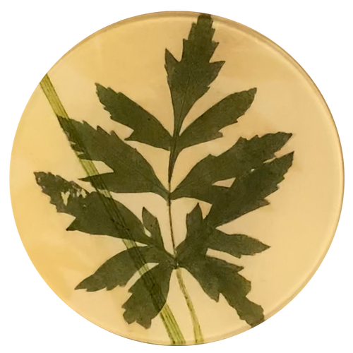 Parsnip Stem - FINAL SALE