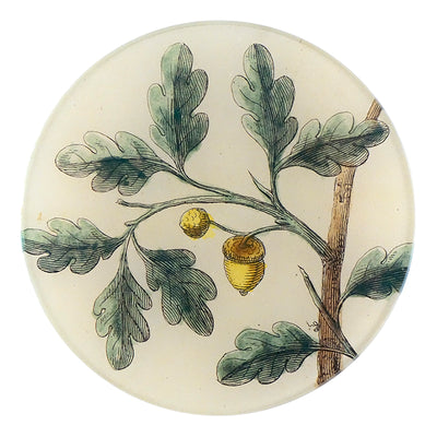 Acorns (Titmouse)