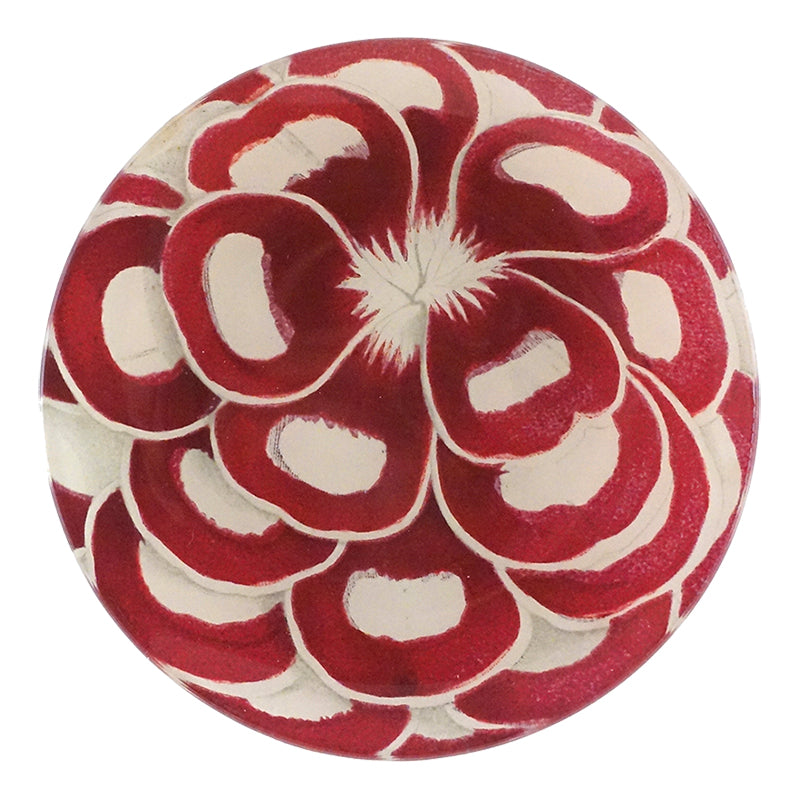 A five inch round glass plate featuring acose up image of a red and white flower with multiple petals. 