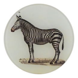 Zebra 118