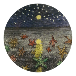 Starfish at Night - FINAL SALE