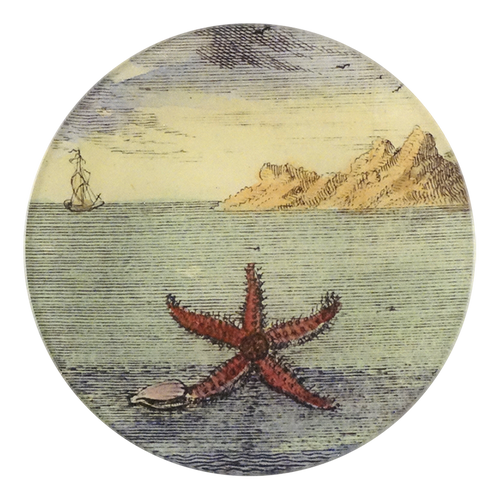 Starfish by Day - FINAL SALE
