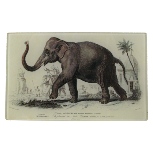 Elephant des Indes