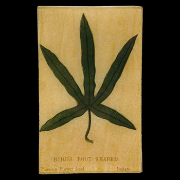 Bird's Foot (Leaf Shapes c. 1900)