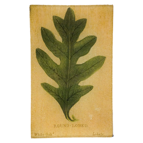 Leaf With Rounded Connected Round-Lobed (Leaf Shapes c. 1900) - LAST CHANCE