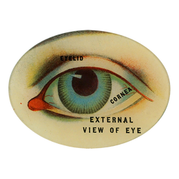 External View of Eye