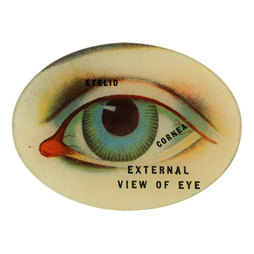 External View of Eye