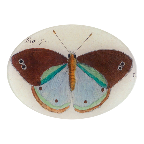 Fig. 7 Butterfly
