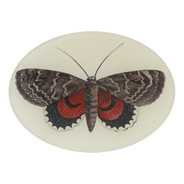 Red & Brown Butterfly - FINAL SALE