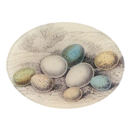 8 Eggs in Grass - FINAL SALE