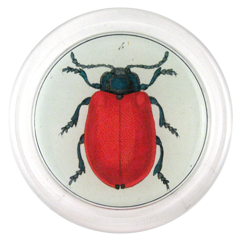 Red Beetle