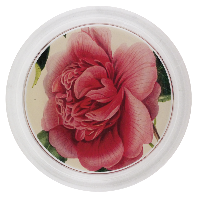 Camellia Blossom 4