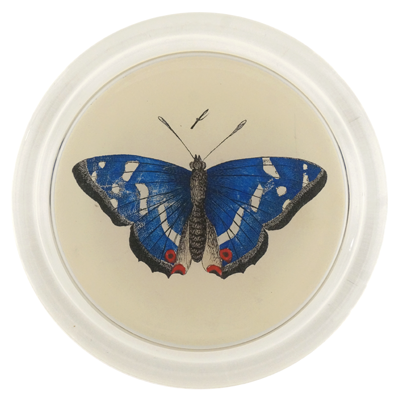 Deep Blue Butterfly