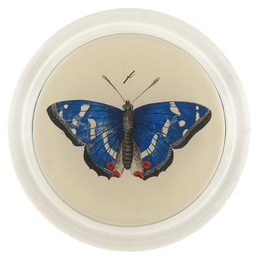 6CDeepBlueButterfly_260x.png?v 6CDeepBlueButterfly_260x.png?v