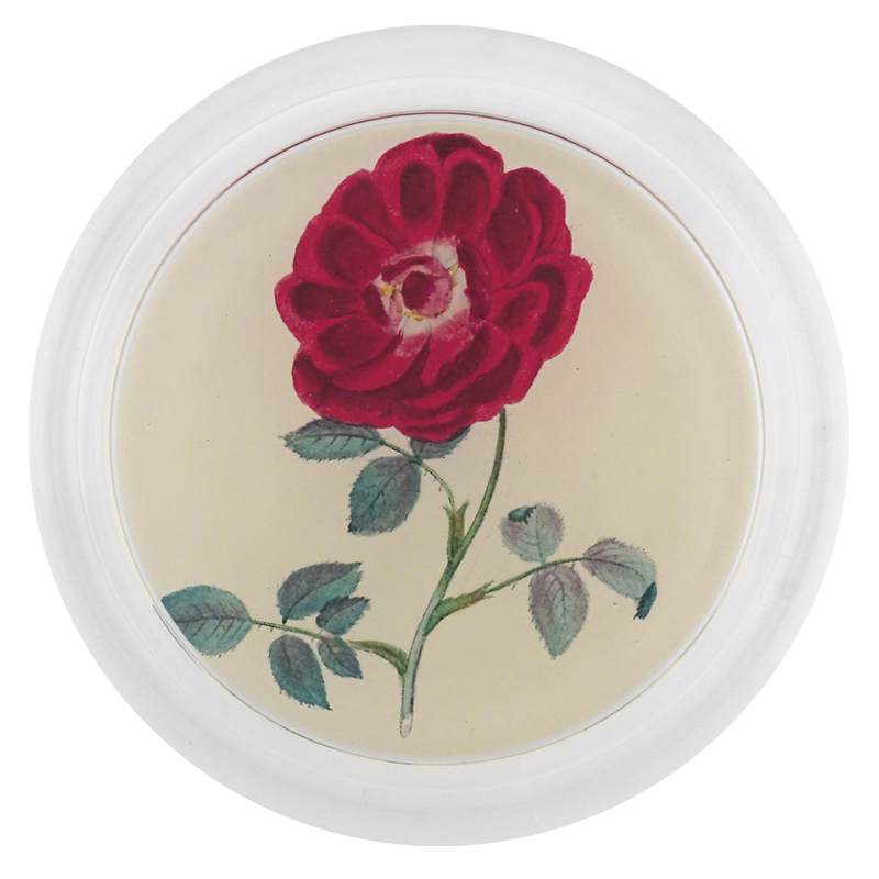 Rose 1