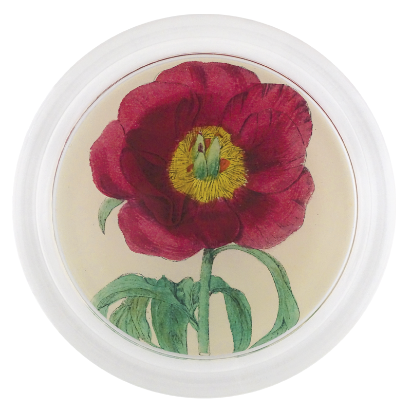 Rose 2