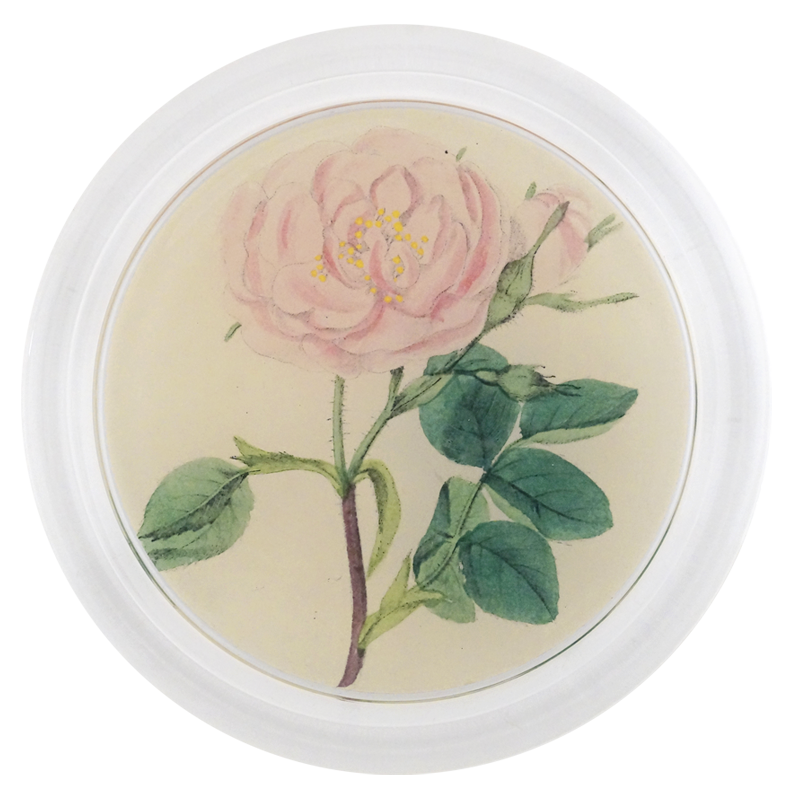 Rose 4