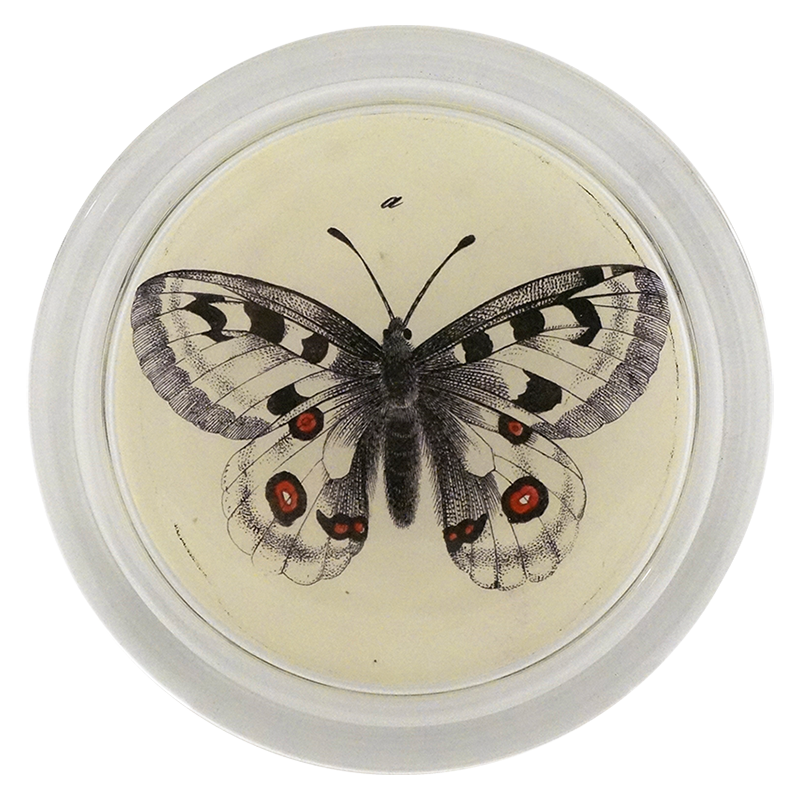 Appollou Swallowtail Butterfly