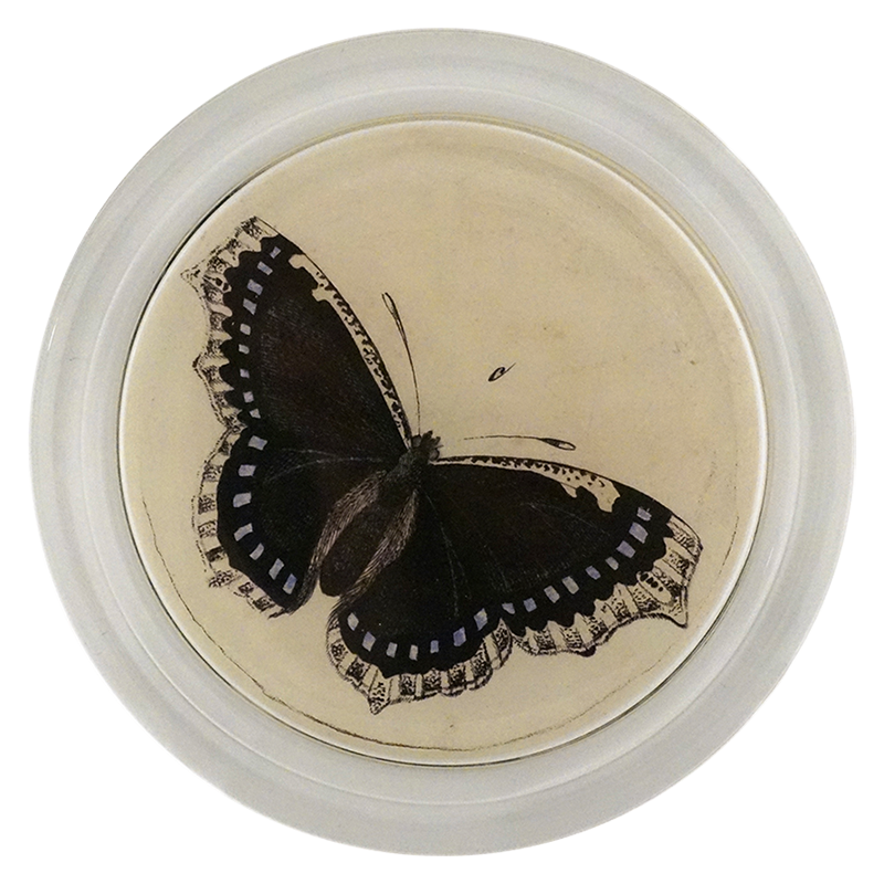 Mourning Cloak Butterfly