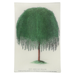 New American Willow (Arbor) - FINAL SALE