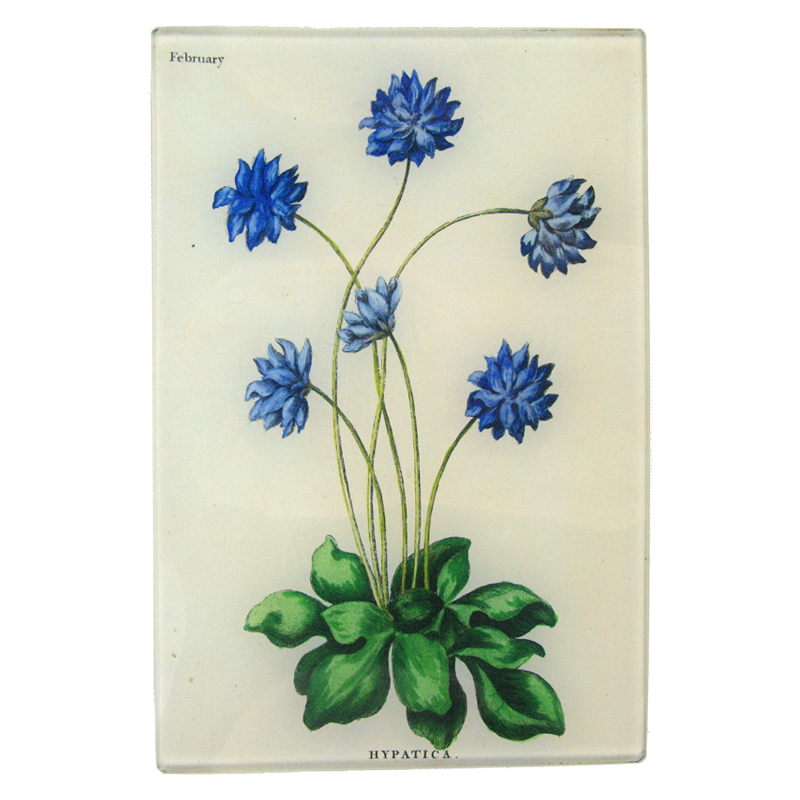 Hypatica (Bowles Florists)