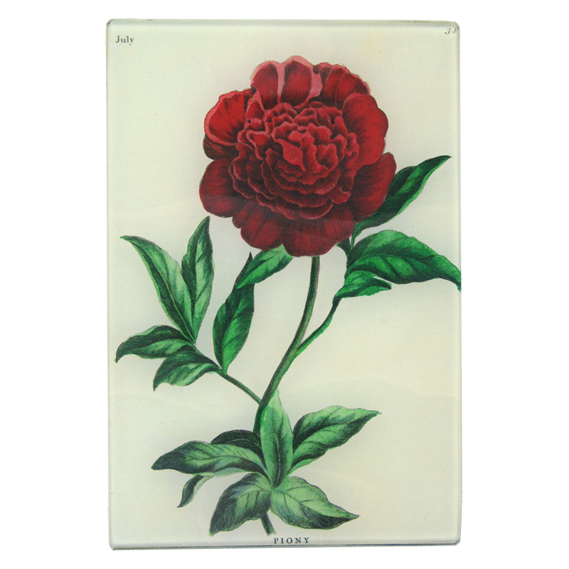 Peony (Bowles Florists)