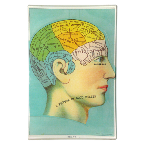 Phrenology Head - FINAL SALE