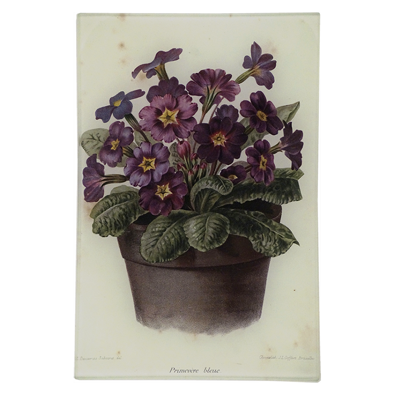 Potted Primrose