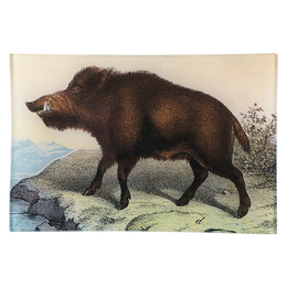 Boar - FINAL SALE