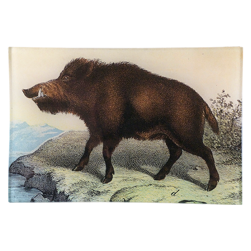 Boar - FINAL SALE