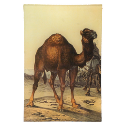 Camel - FINAL SALE