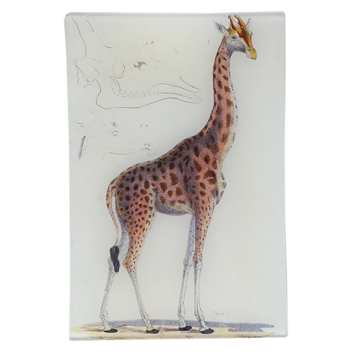 Giraffe #1