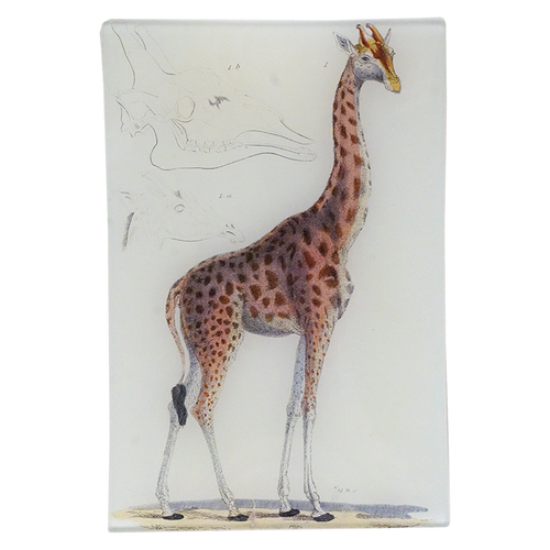 Rectangular Giraffe Giraffe #1