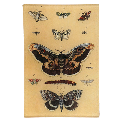 Moth XXVI
