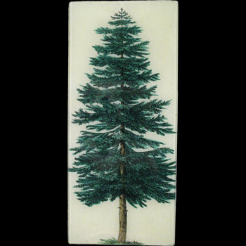 Evergreen Tree